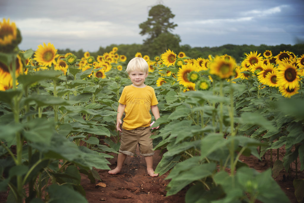 Toddler boy in yellow shirt and blonde hair standing barefoot in a blooming sunflower field. Mentoring example.